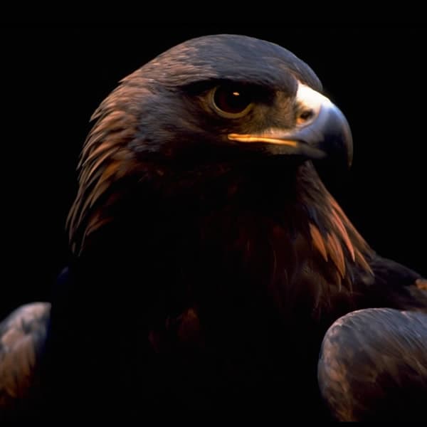 El Camino del Águila