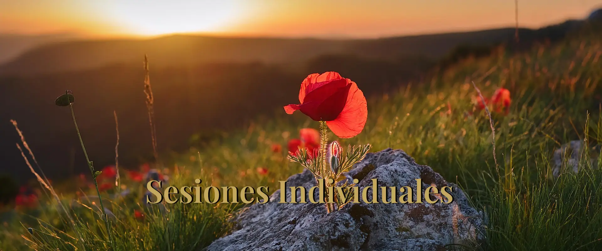 Sesiones Individuales